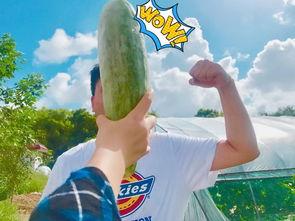 小网红吃瓜,揭秘娱乐圈幕后真相  第1张